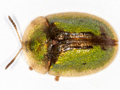 Cassida vibex